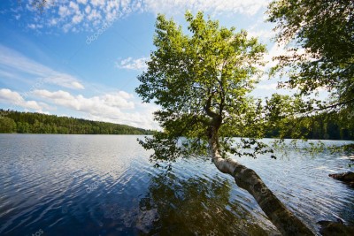 depositphotos_24697667-stock-photo-tree-growing-above-lake.jpg