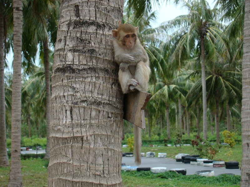 Экскурсия на остров обезьян