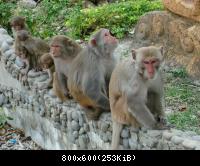 Экскурсия на остров обезьян
