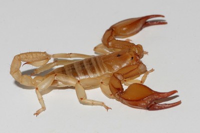 krymskij-skorpion-yadovitye-nasekomye-kryma-1.jpg