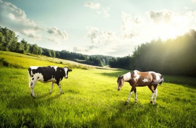 depositphotos_59099999-stock-photo-horse-and-cow-pasture-on.jpg