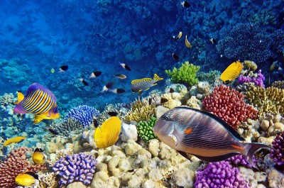 koralli-i-ribi-1.jpg