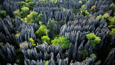 trees-forest-rock-nature-valley-Formation-Tsingy-de-Bemaraha-National-Park-Madagascar-flower-plant-vegetation-land-plant-44959.jpg
