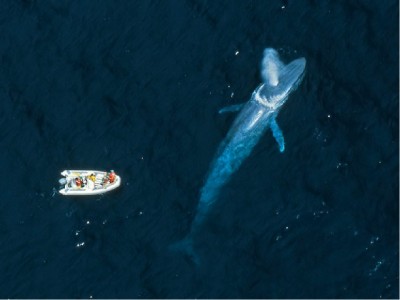 Синий кит.jpg