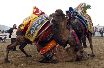 camels06.jpg